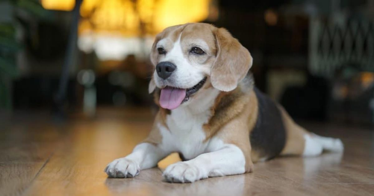 Maximizing the Lifespan of Pocket Beagles