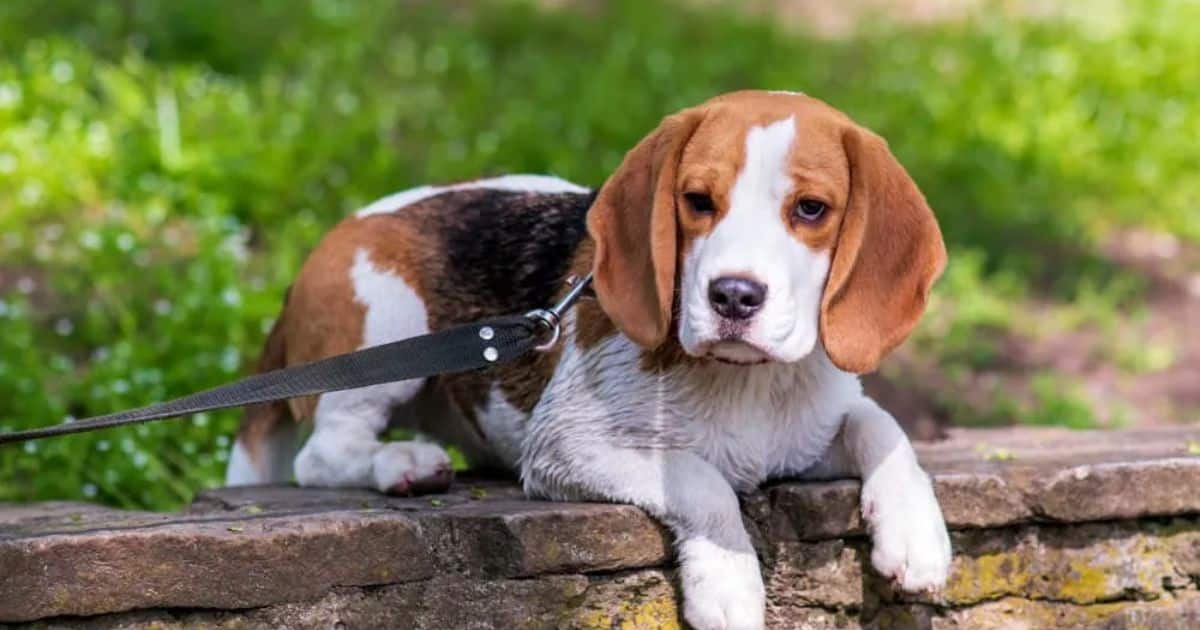 Optimal Care and Its Role in Beagle Basset Hound Lifespan