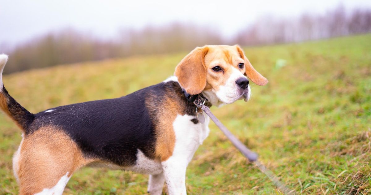 Origins of Beagle's Big Ears