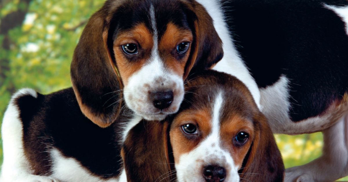 Origins of beagles in hunting