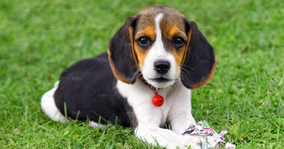 Pocket Beagles For Adoption?