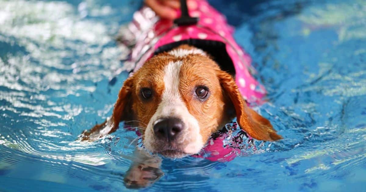 Reasons Beagles May Dislike Water