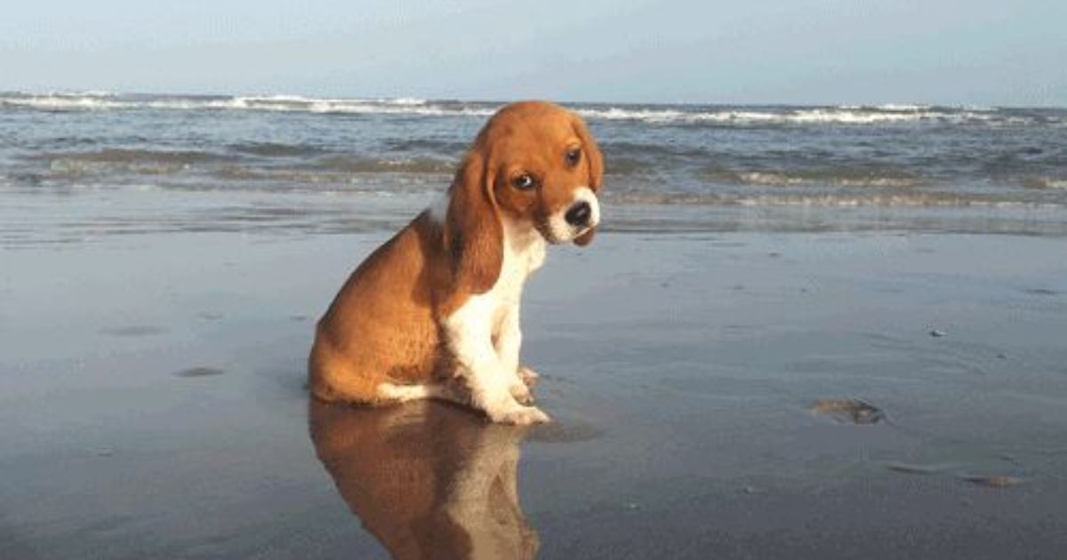 Reasons Beagles May Love Water