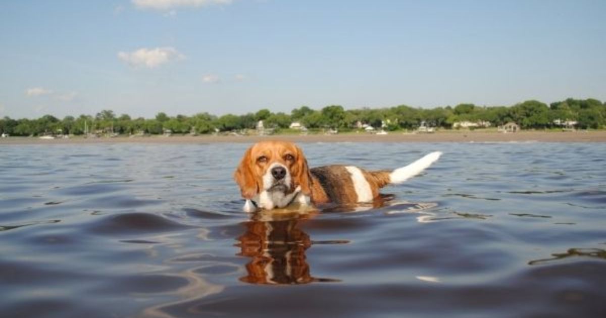 Reasons Why Beagles Hate Water