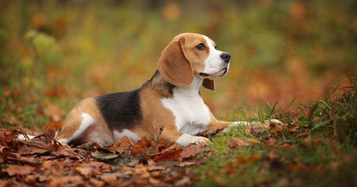 Recognizing Beagle Warning Signs: