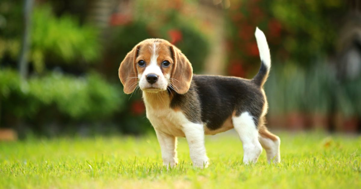 Similar Teacup Beagle Dogs For sale