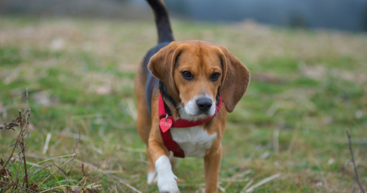 Size of a Fully Grown Female Beagle