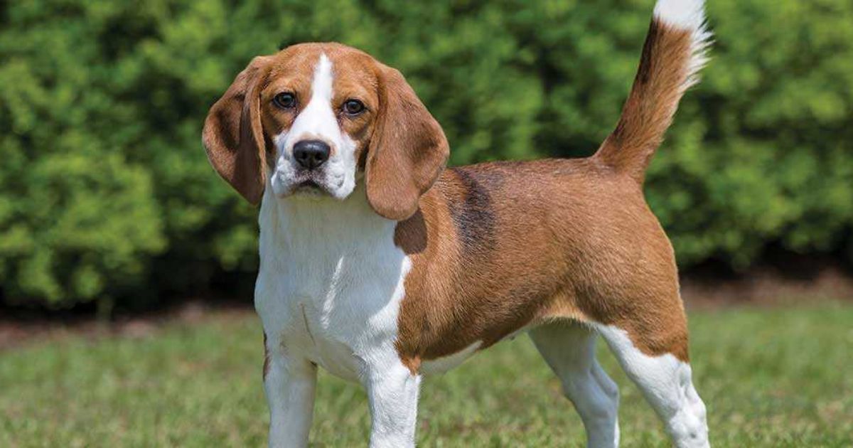 Small Beagle Mix Breeds