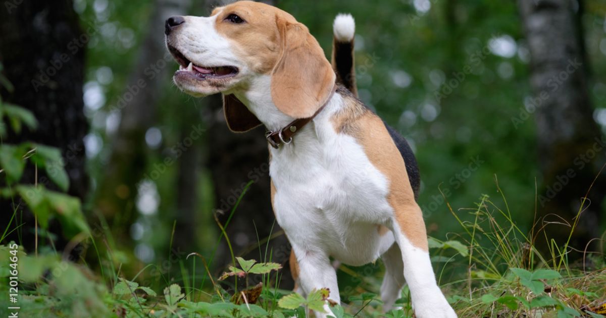 Step-by-Step Guide to Bringing Home a Rescue Beagle