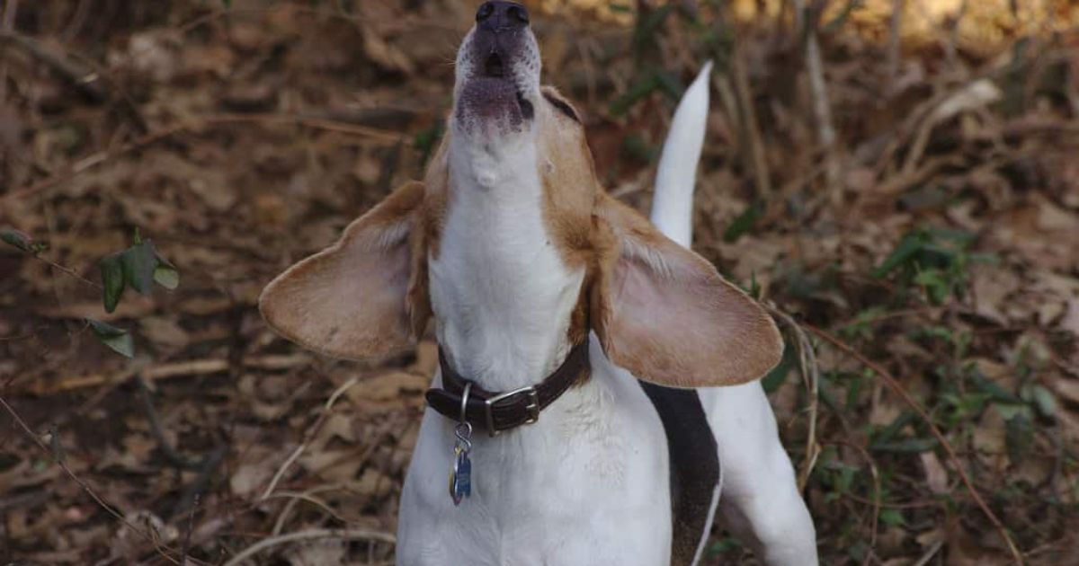 The Beagle's Distinctive Vocalization