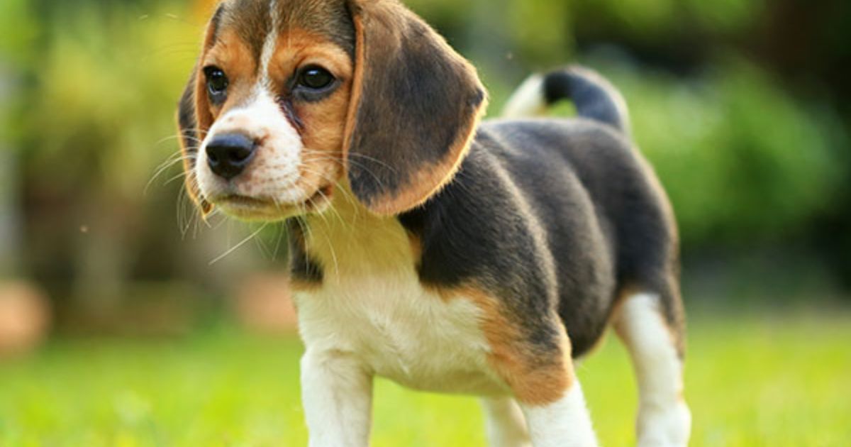 The Charm of Affordable Beagle Puppies