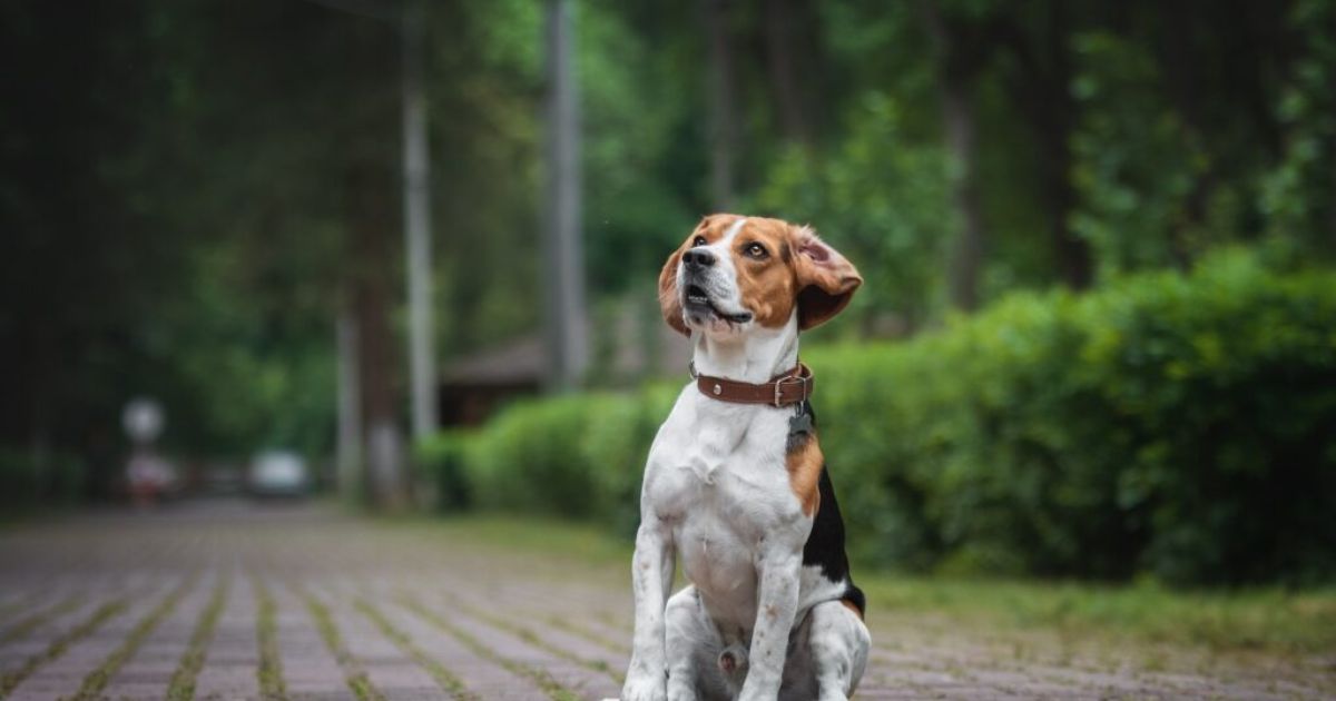 The Origin and Characteristics of Beagles