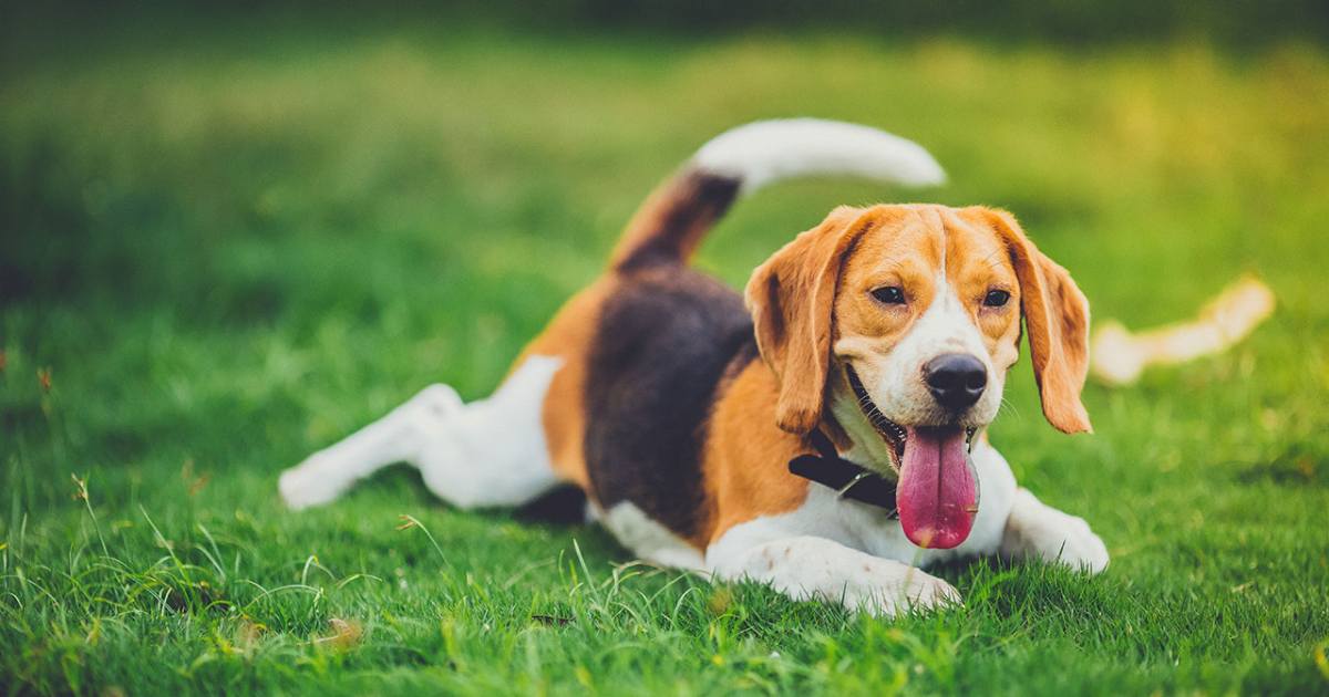 The Right Weight for Your Beagle: A Complete Guide