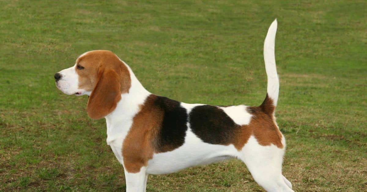 Tips for Estimating the Size of a Beagle Mix