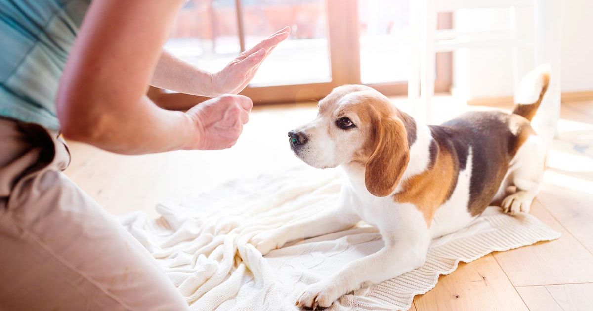 Training a Beagle for Emotional Support