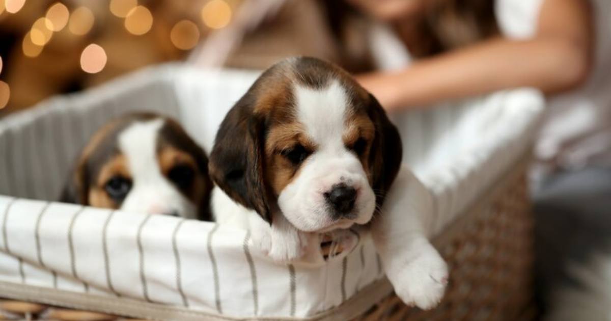 Understanding Beagle Health: Weight Essentials