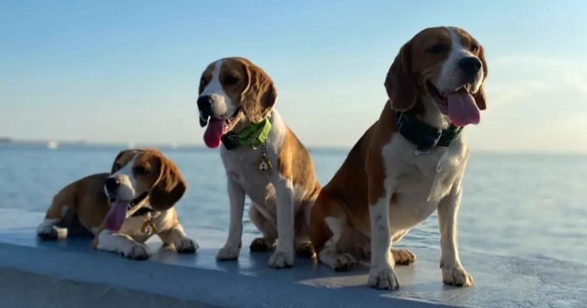 Unraveling the Mystery of the Beagle's Sound