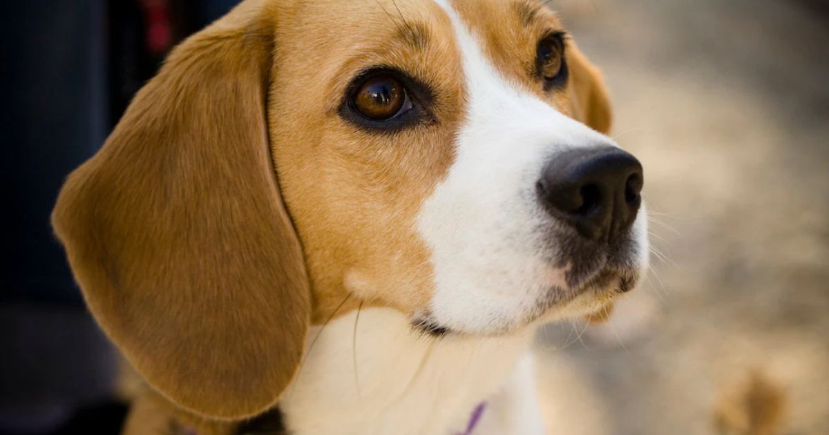 Unveiling the Enigmatic Charm of Blue Eyed Beagles