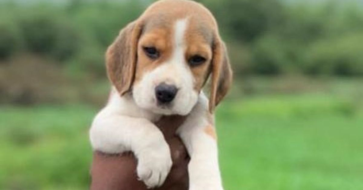 Welcoming Your New Beagle Puppy Home