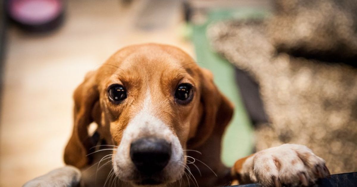 Where to get one of the rescued beagles