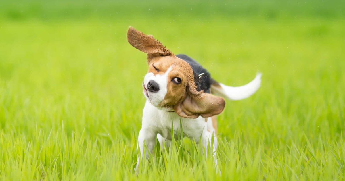 Why Do Beagles Have Big Ears?