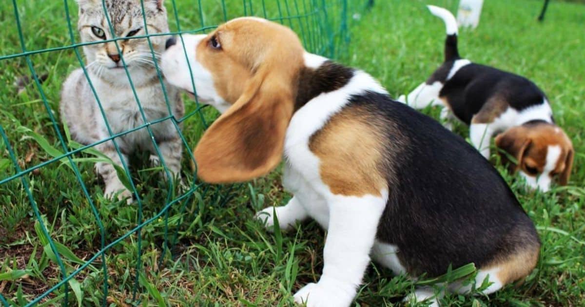 Will a Beagle Kill a Cat?