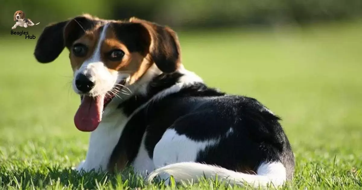 BEAGLE CHIHUAHUA DACHSHUND MIX