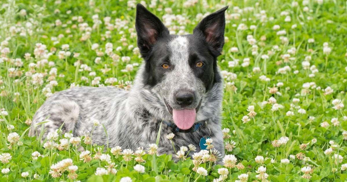 Adoption and Breeder Information for Beagle Blue Heeler Mix