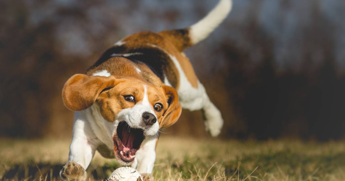 Are Beagles Smart Or Not? What You Need To Know