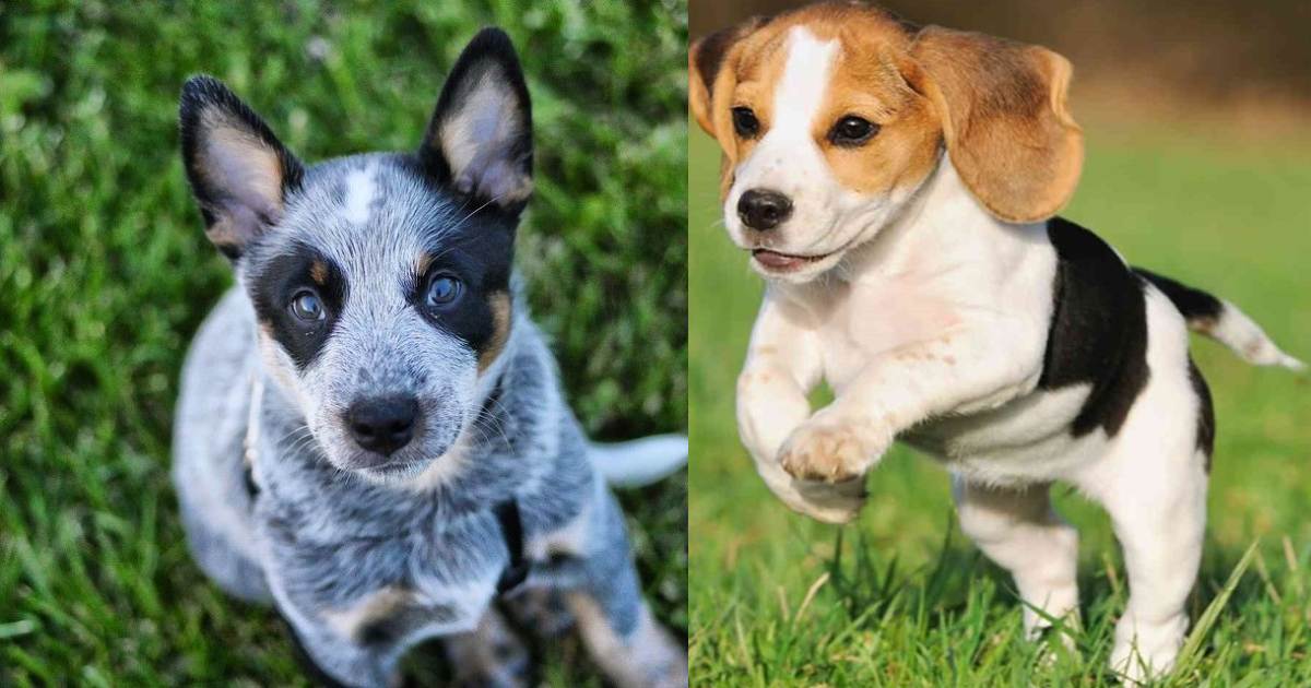 Beagle Blue Heeler Mix: The Perfect Blend Of Playfulness And Loyalty