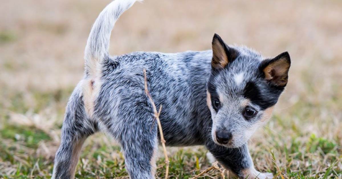 Blue Heelers/Australian Cattle Dogs: History and Traits