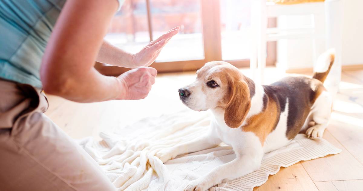 Is a Beagle the Right Dog For You