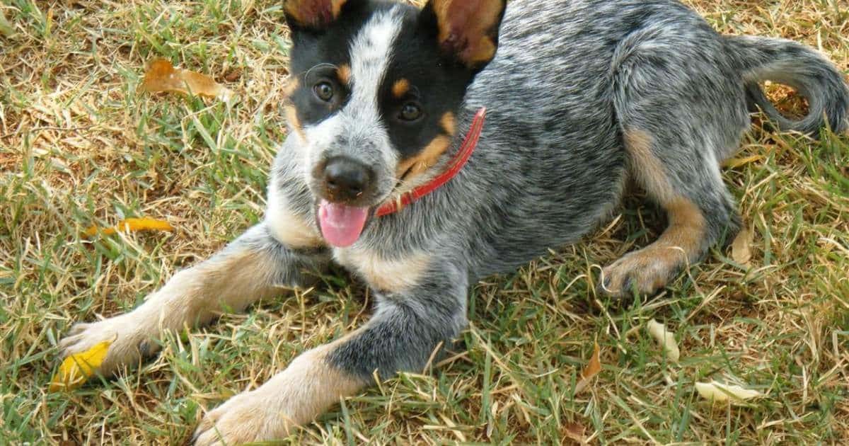 Size and Appearance of Beagle Blue Heeler Mix