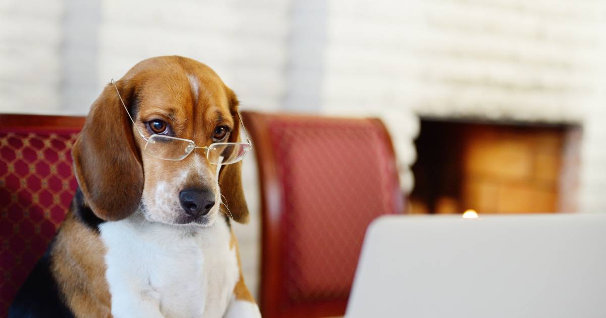 The Intelligence and Trainability of Beagles