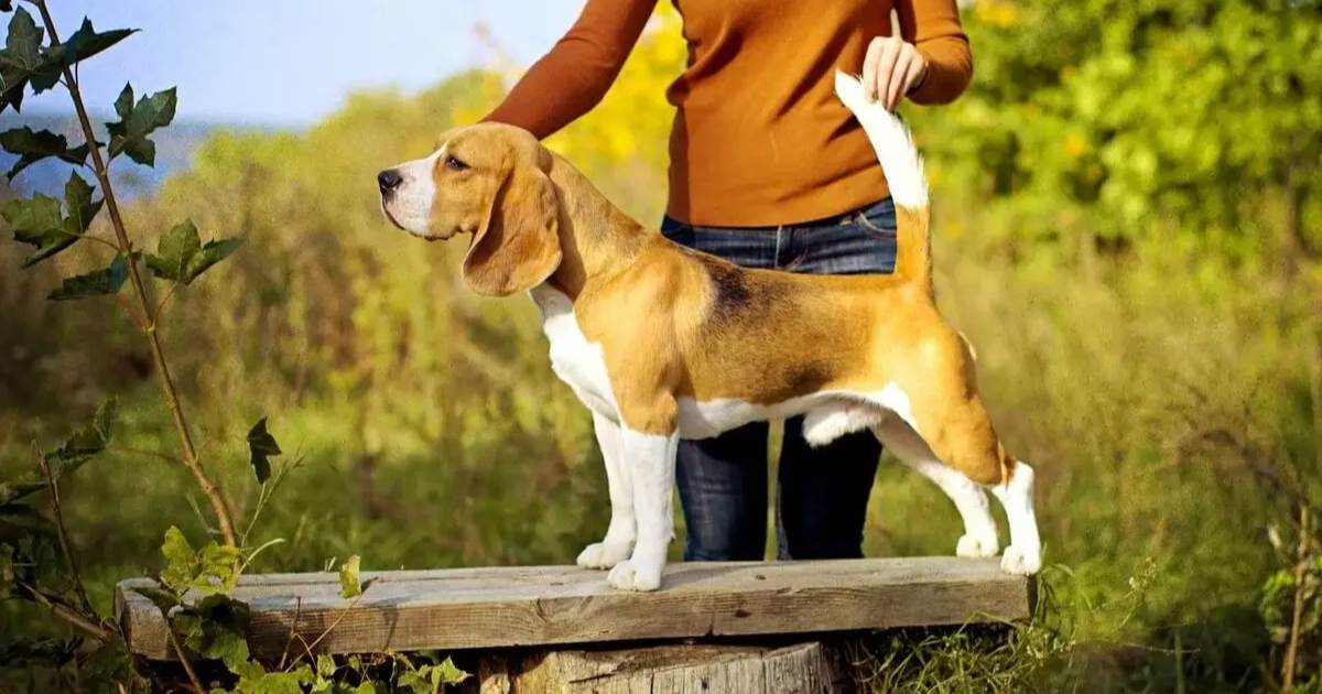 The Most Effective Ways to Train a Beagle