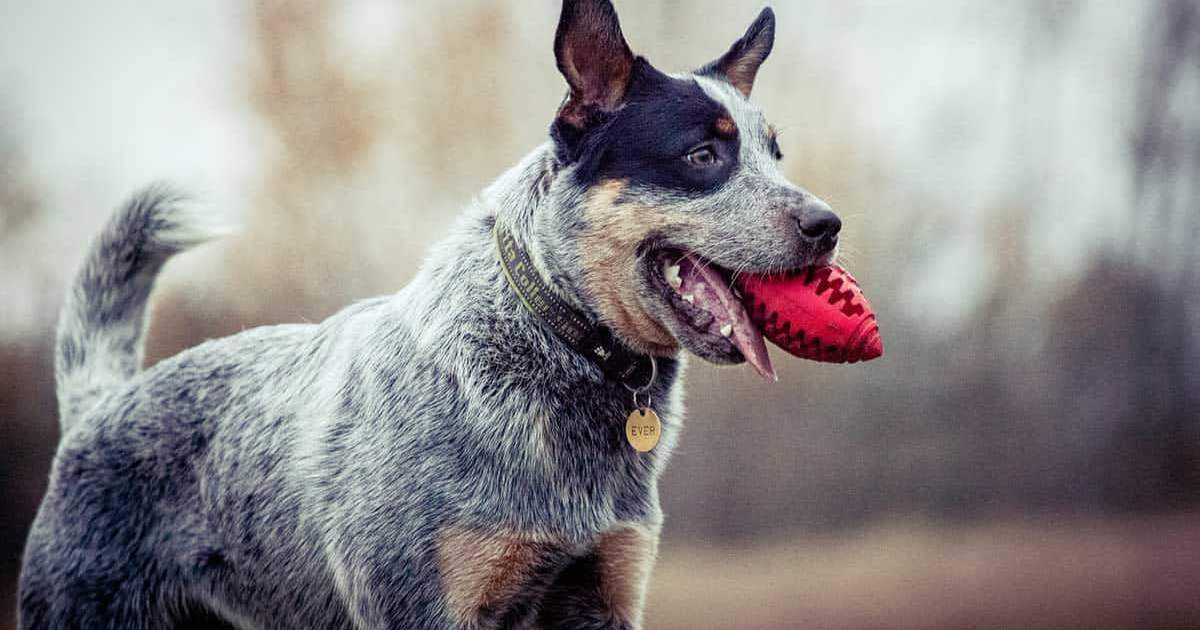 Training and Exercise Needs of Beagle Blue Heeler Mix