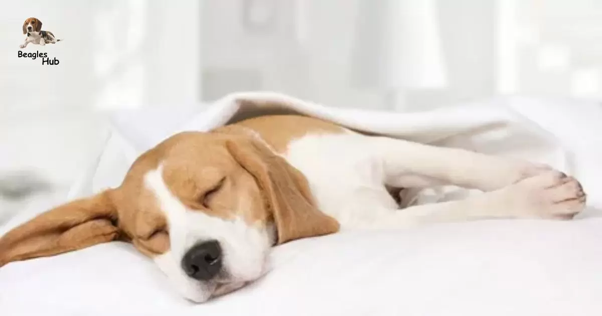 Do Beagles Snore