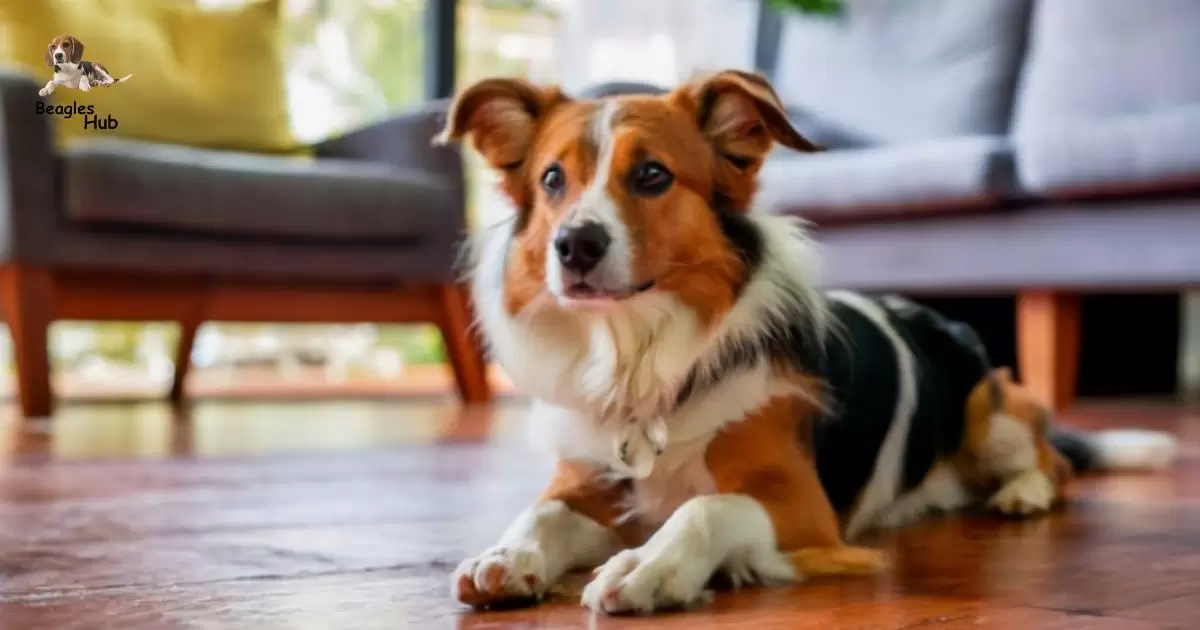 Shetland Sheepdog Beagle mix