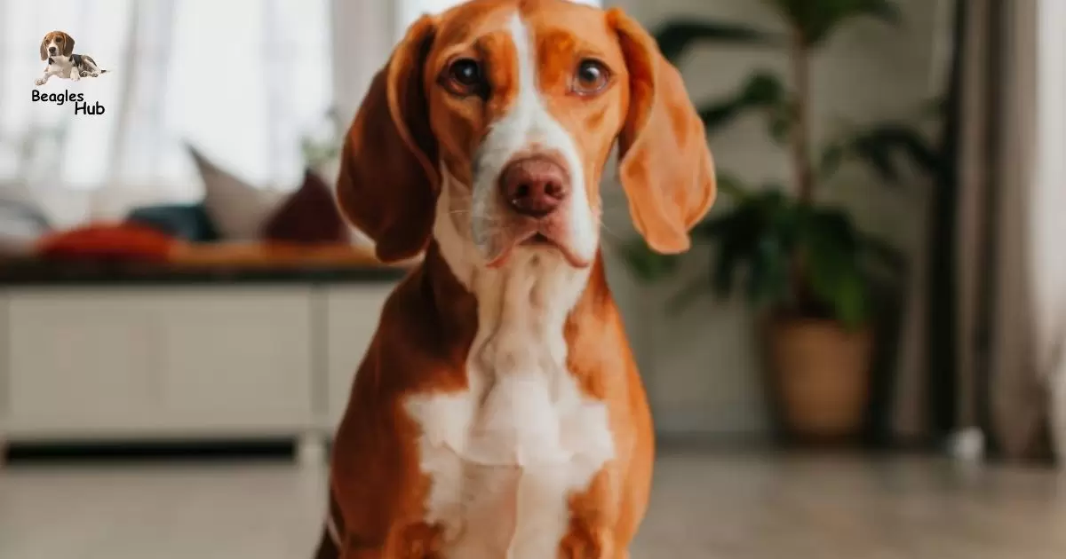 Vizsla Beagle Mix