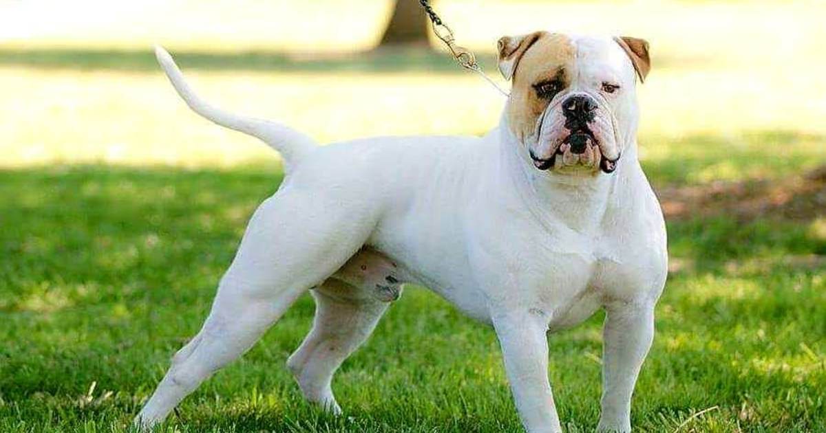 American Bulldog