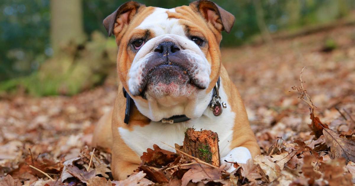 Common Health Issues in English Bulldogs