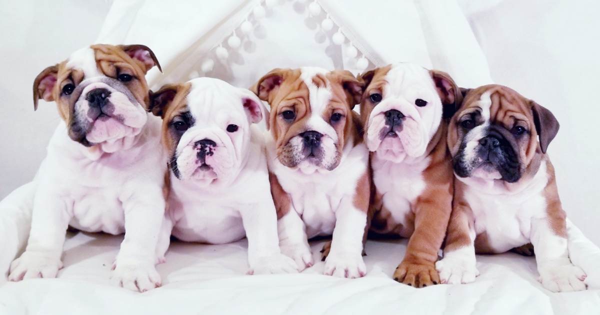 Finding a Reputable English Bulldog Breeder