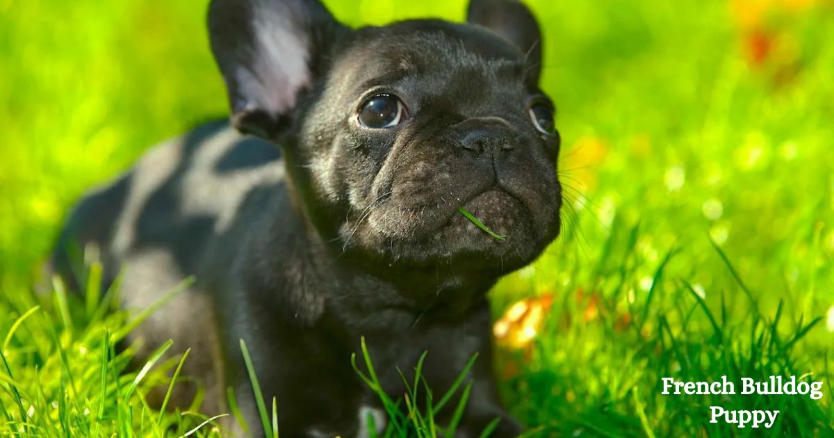 French Bulldog Puppies