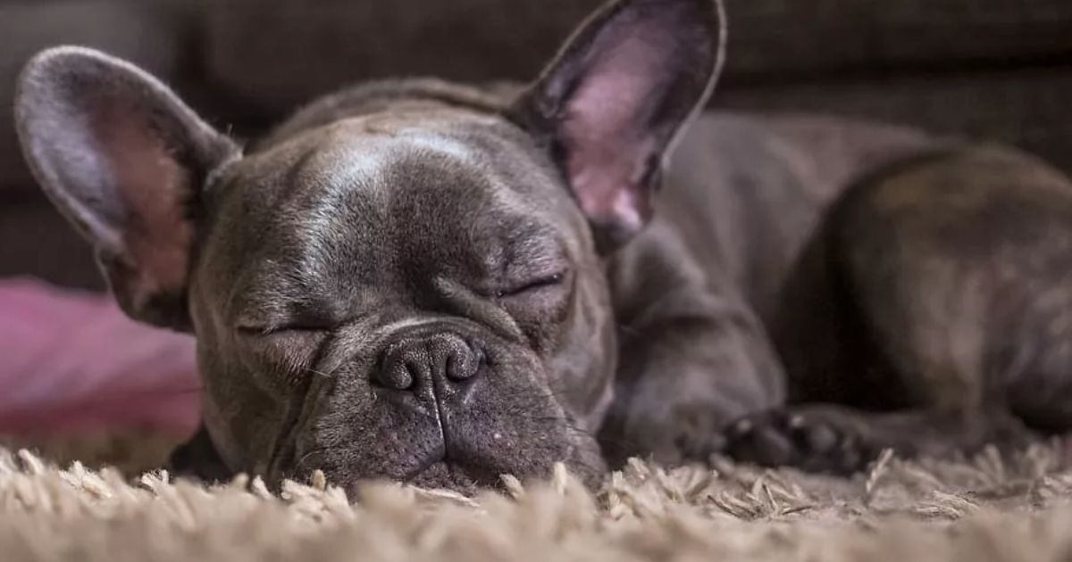 French Bulldog Puppy Facts: Beyond the Bat Ears and Wrinkles