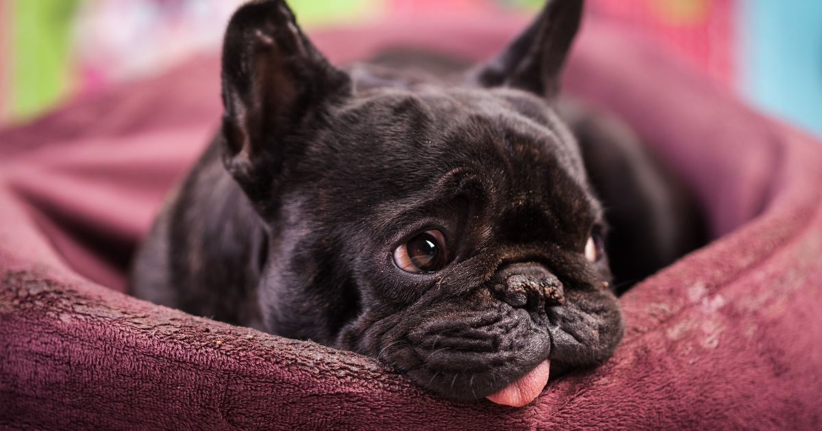 French Bulldog