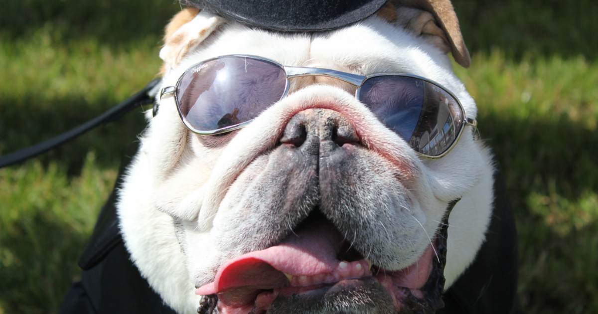 Fun Facts About English Bulldogs