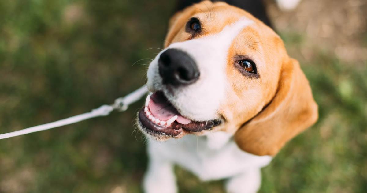 Health and Care of Beagle Lab Mixes