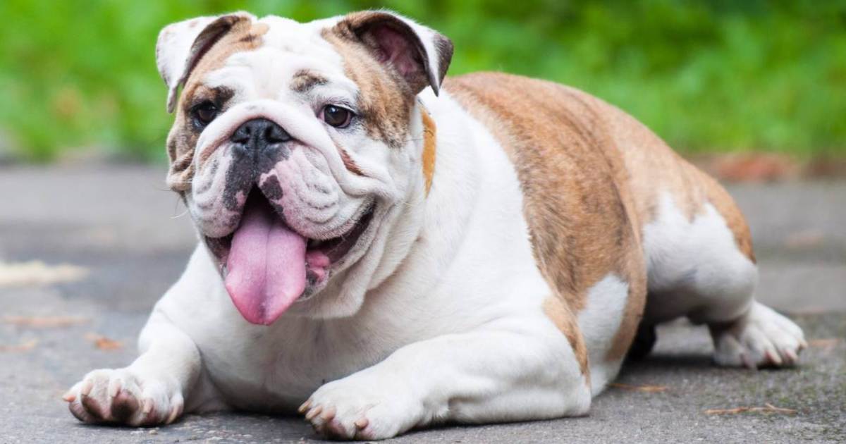 Is an English Bulldog Right for Me