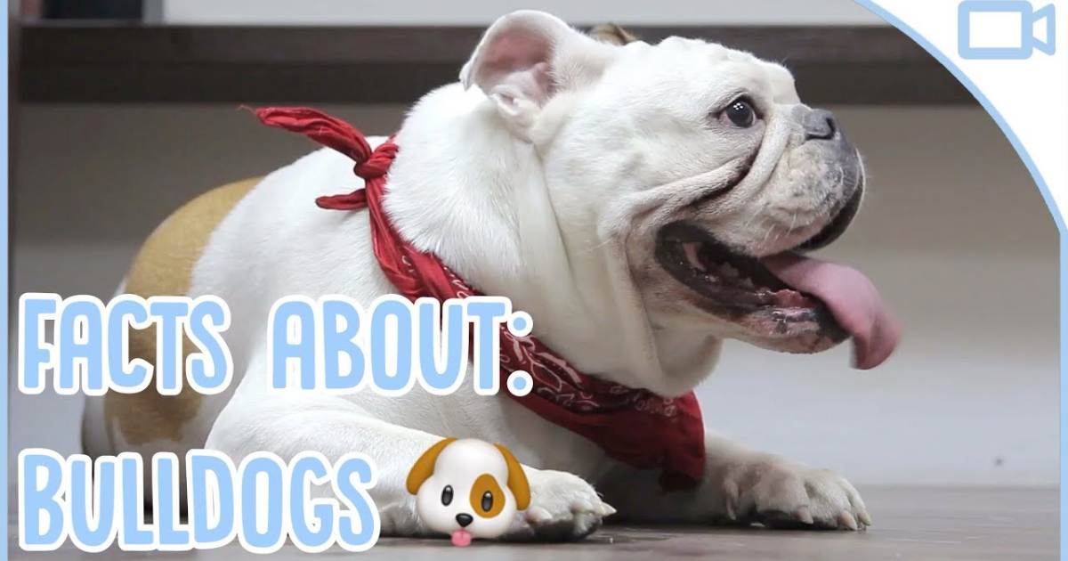 Key Facts about English Bulldogs