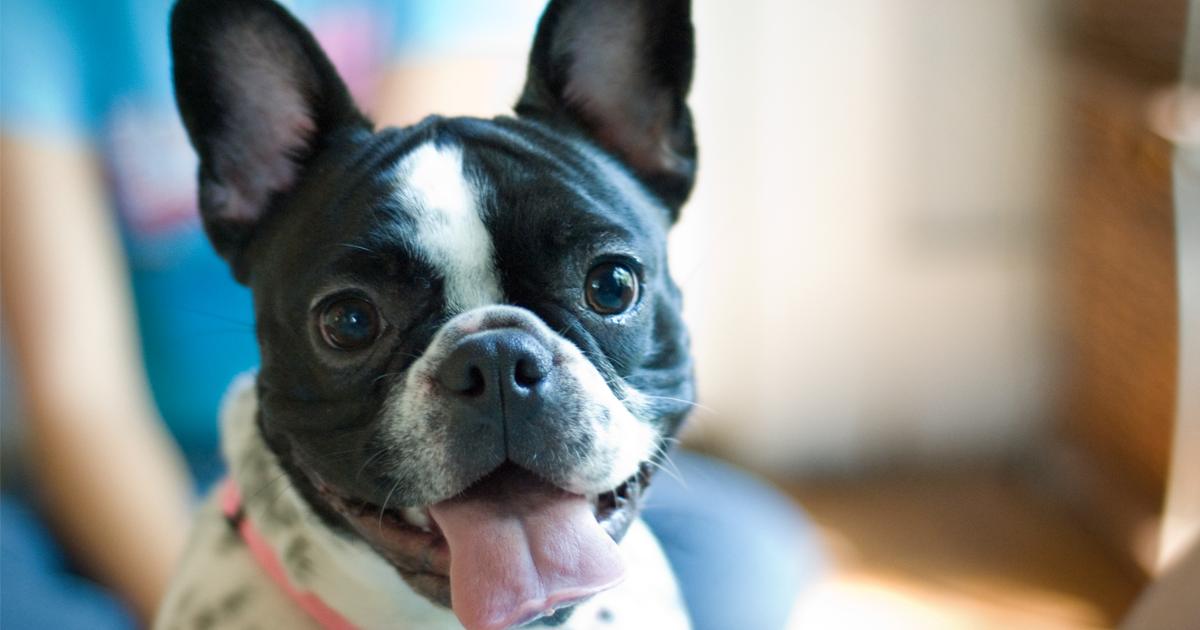 Owning a French Bulldog